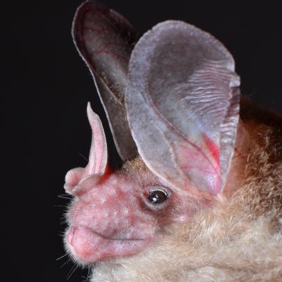 false woolly vampire bat