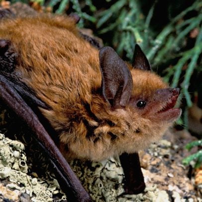 Arizona Myotis, Myotis occultus