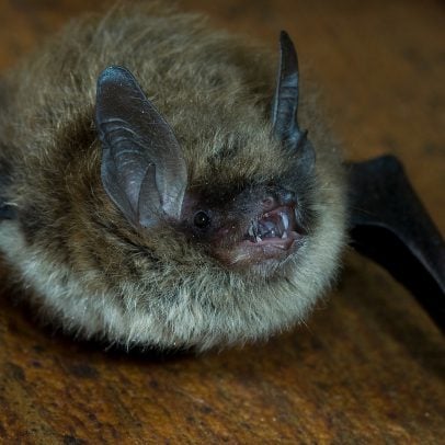 Brandt's Myotis