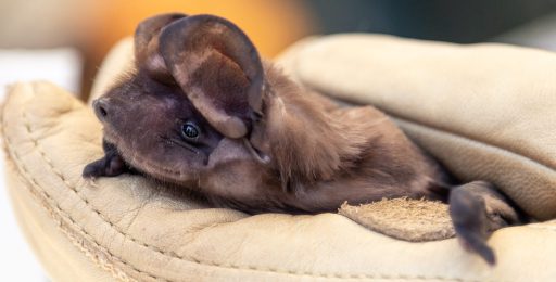 Florida bonneted bat in gloved hand