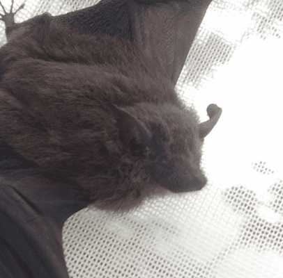 An Antioquian sac-winged bat perches in a net